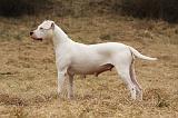 DOGUE ARGENTIN 082